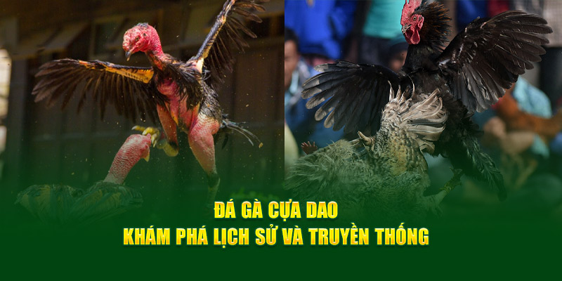 Đá gà cựa dao - Khám phá lịch sử và truyền thống